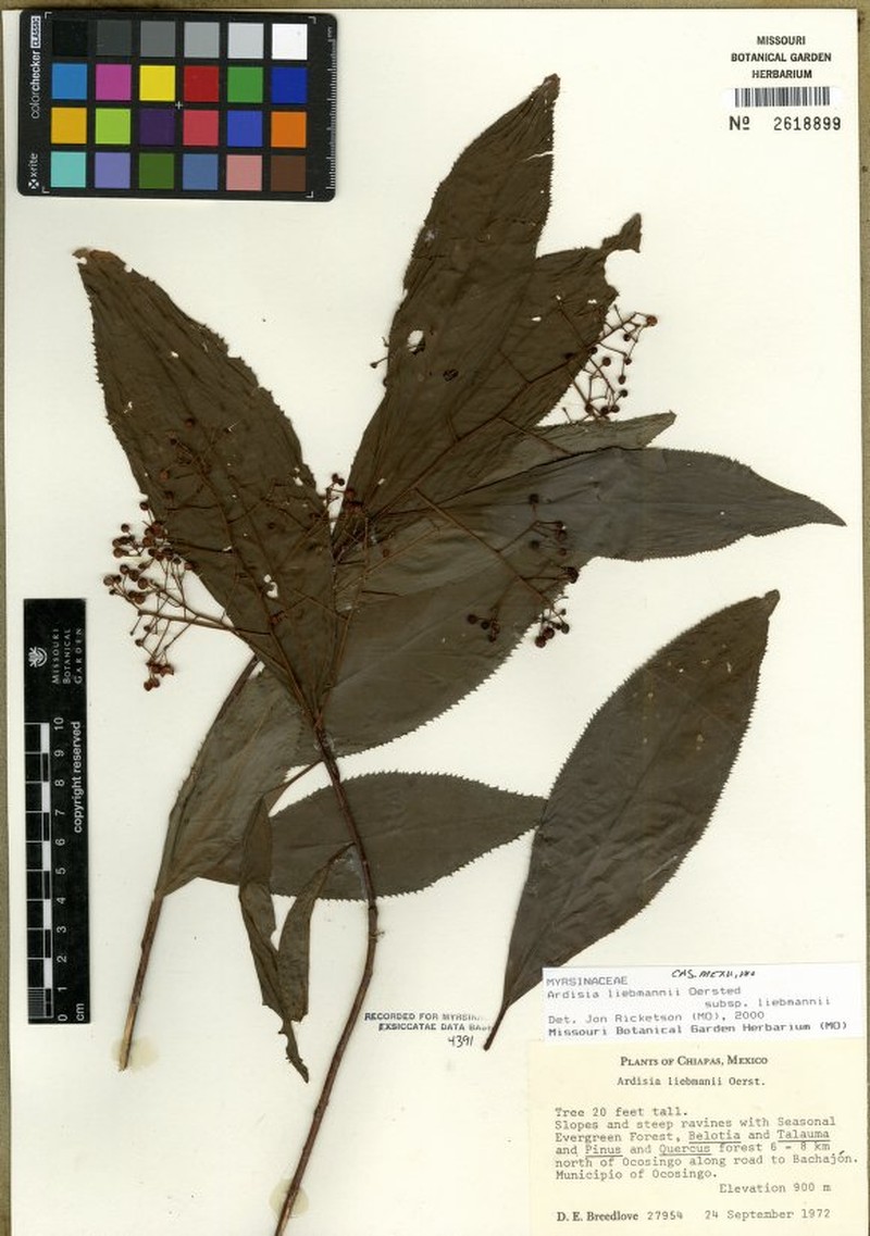 Ardisia liebmannii subsp. liebmannii photo 2