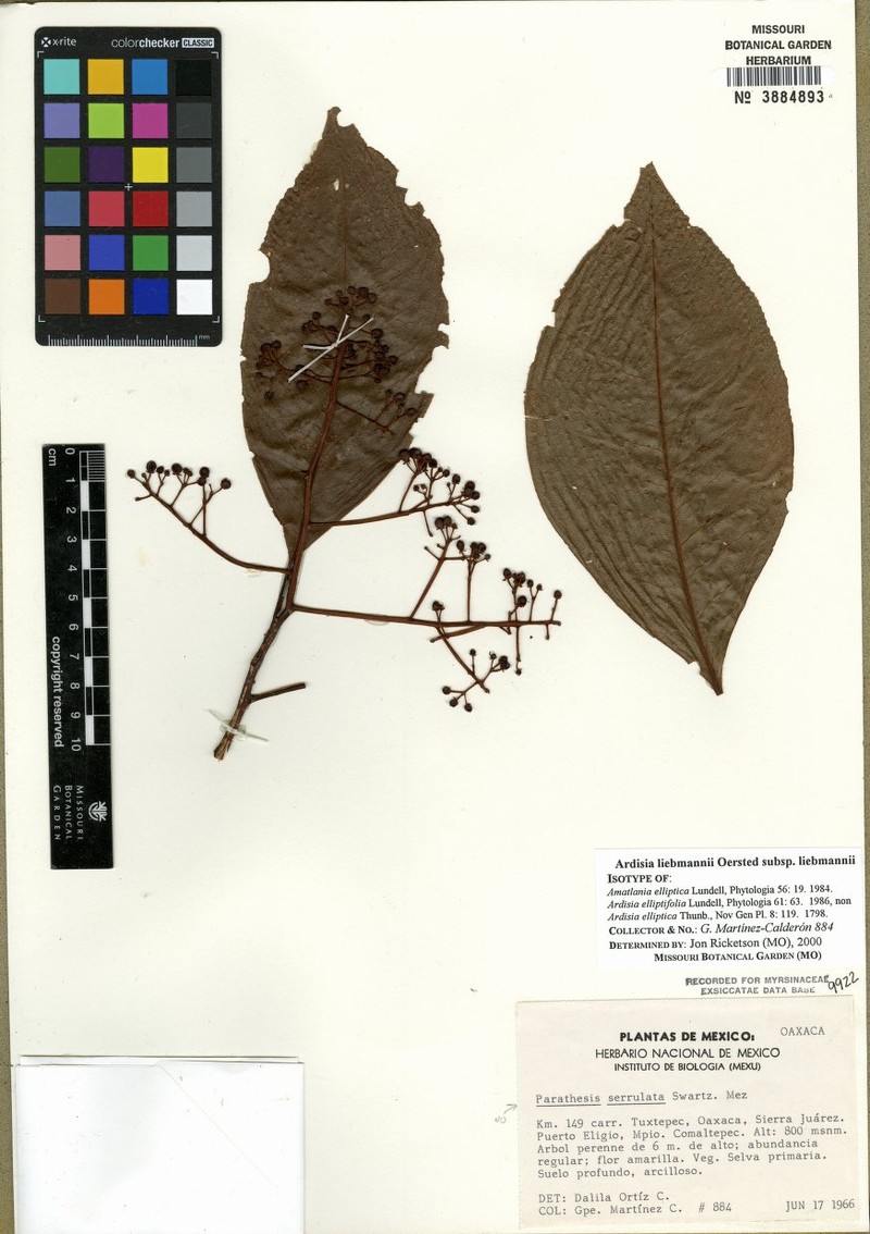 Ardisia liebmannii subsp. liebmannii photo 3