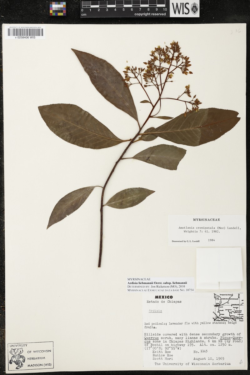 Ardisia liebmannii subsp. liebmannii photo 4