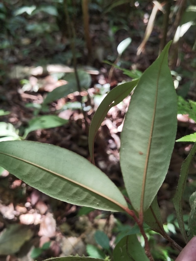 Ardisia liesneri
