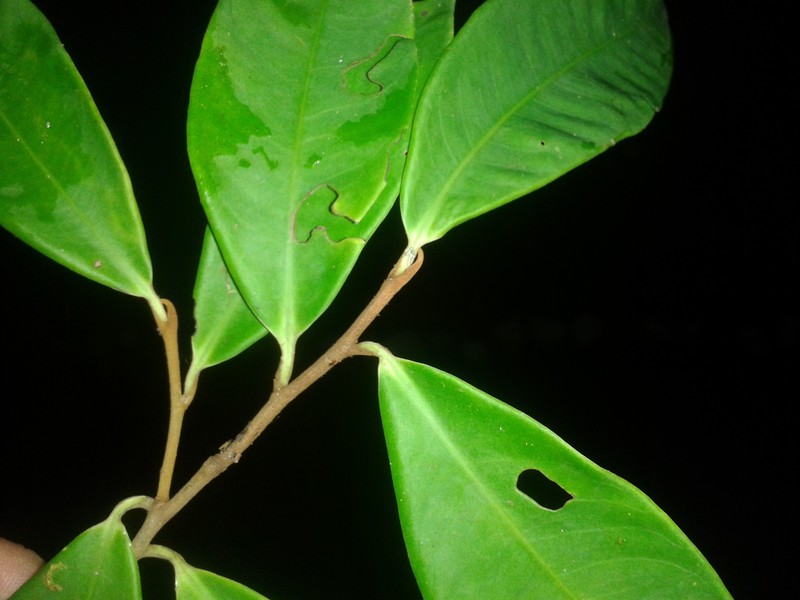 Ardisia liesneri photo 4