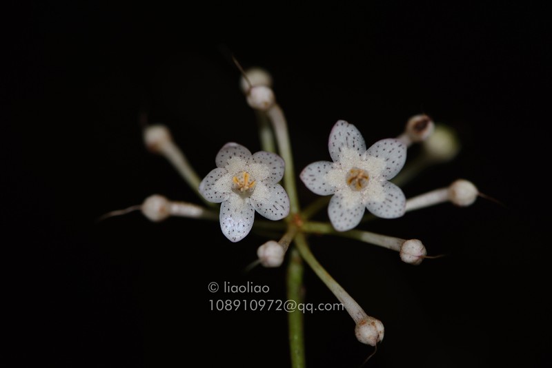 Ardisia lindleyana