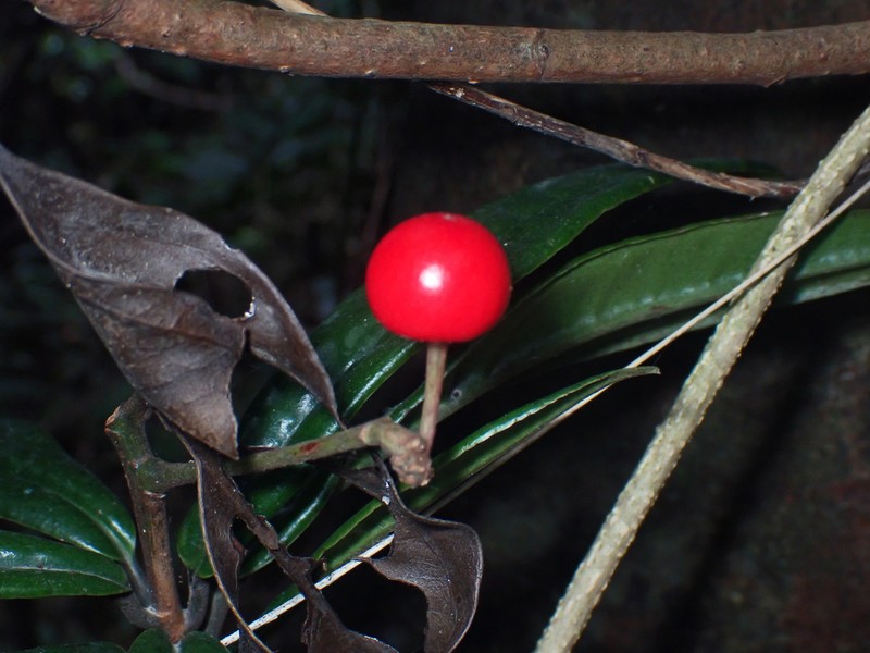 Ardisia lindleyana photo 2