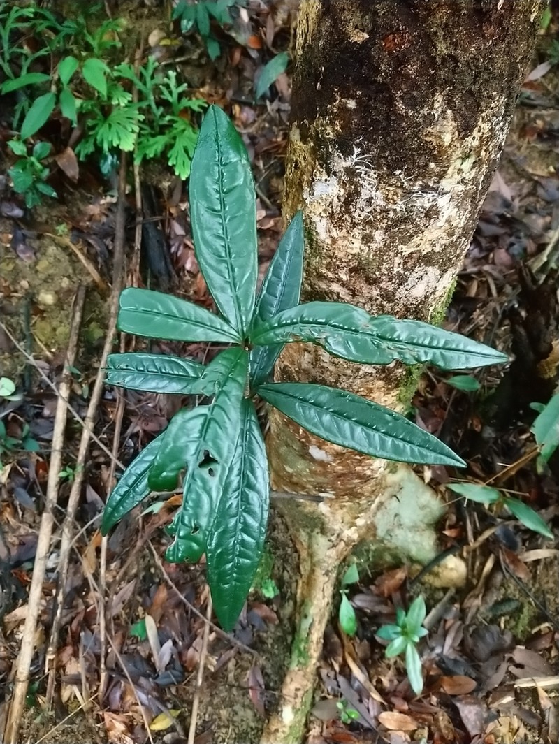 Ardisia lindleyana photo 3