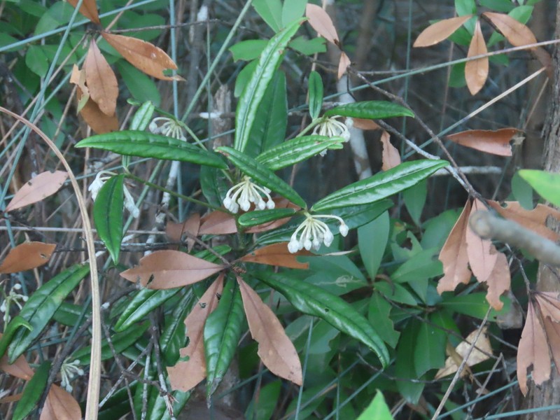 Ardisia lindleyana photo 4