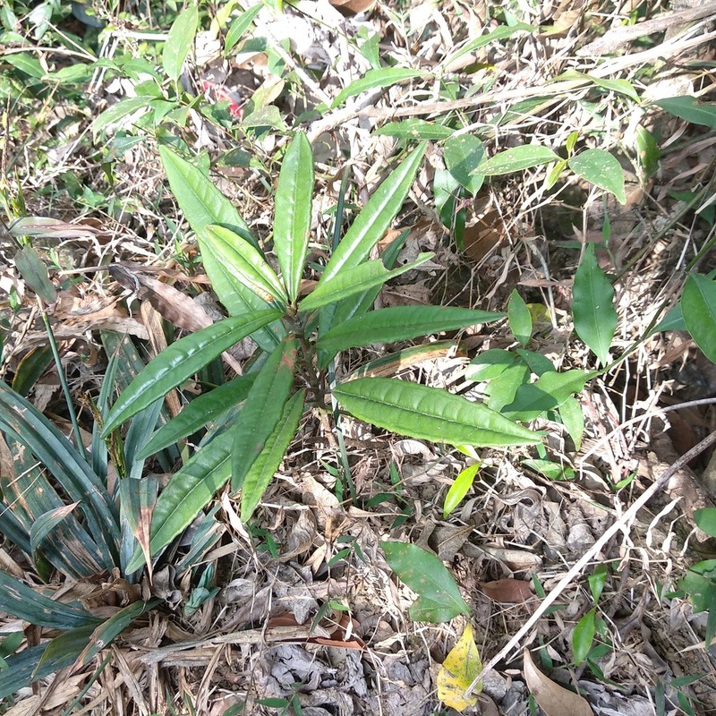 Ardisia lindleyana photo 5