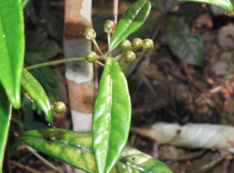 Ardisia lindleyana photo 6