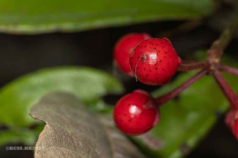 Ardisia lindleyana photo 7
