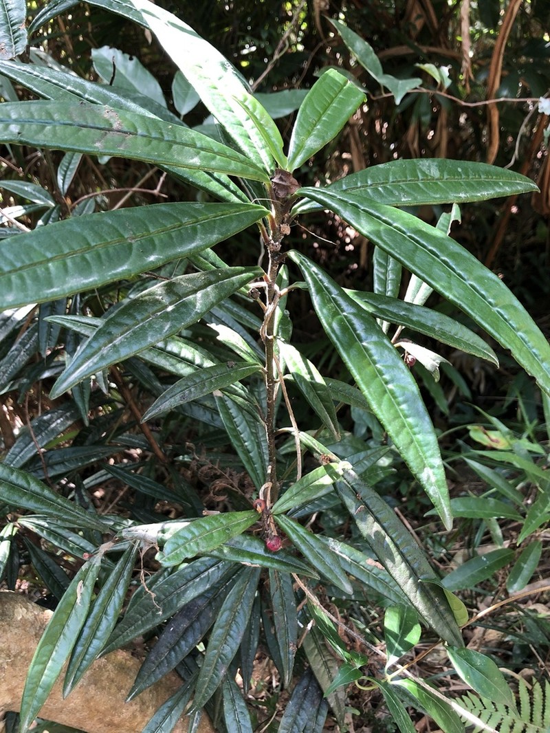 Ardisia lindleyana photo 8