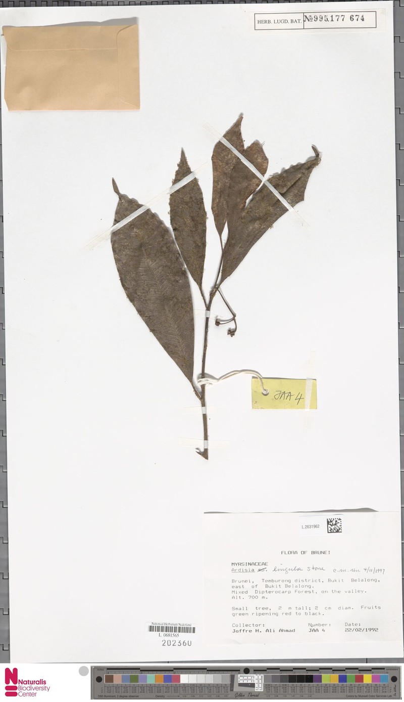Ardisia lingula