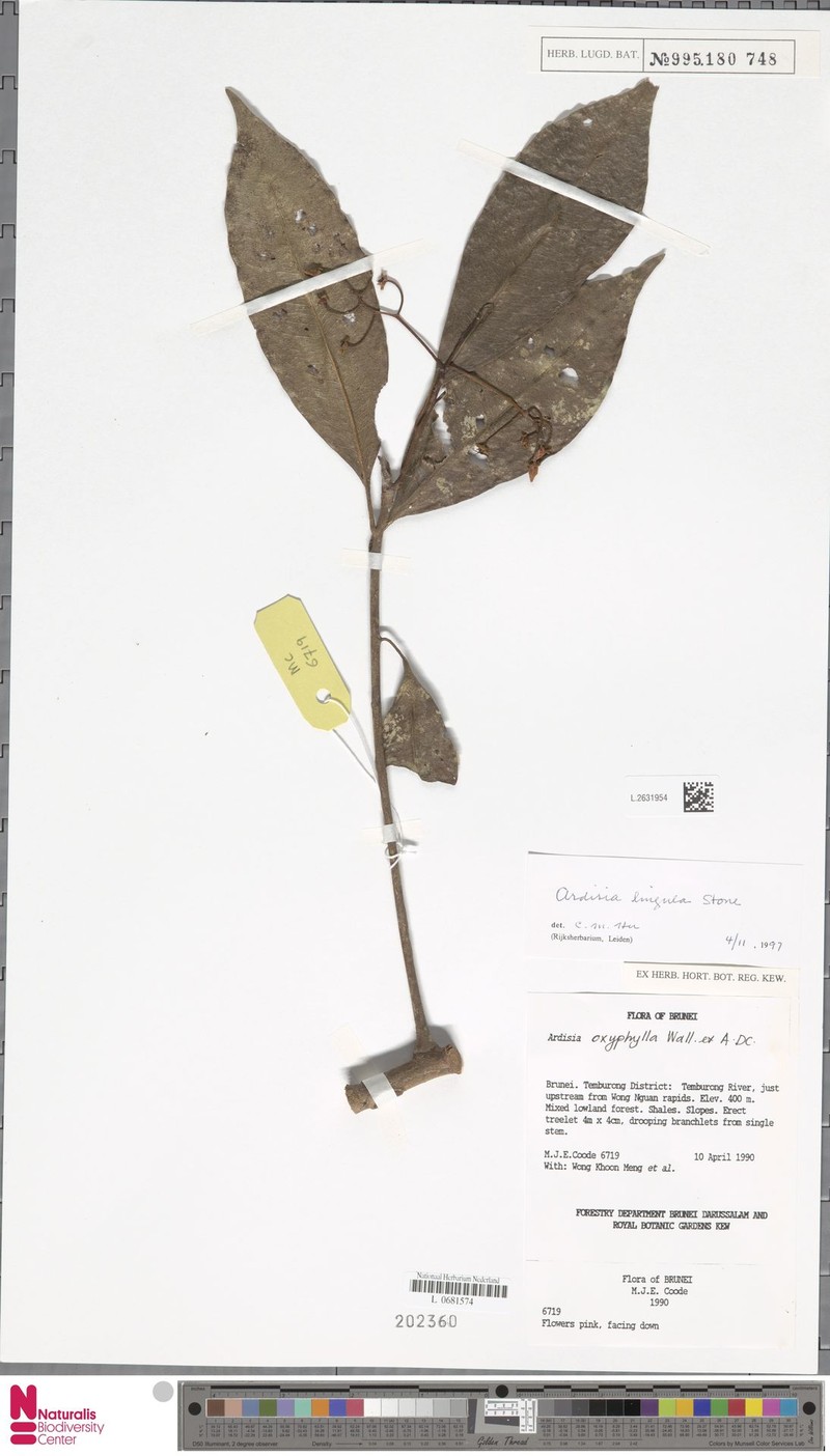 Ardisia lingula photo 2