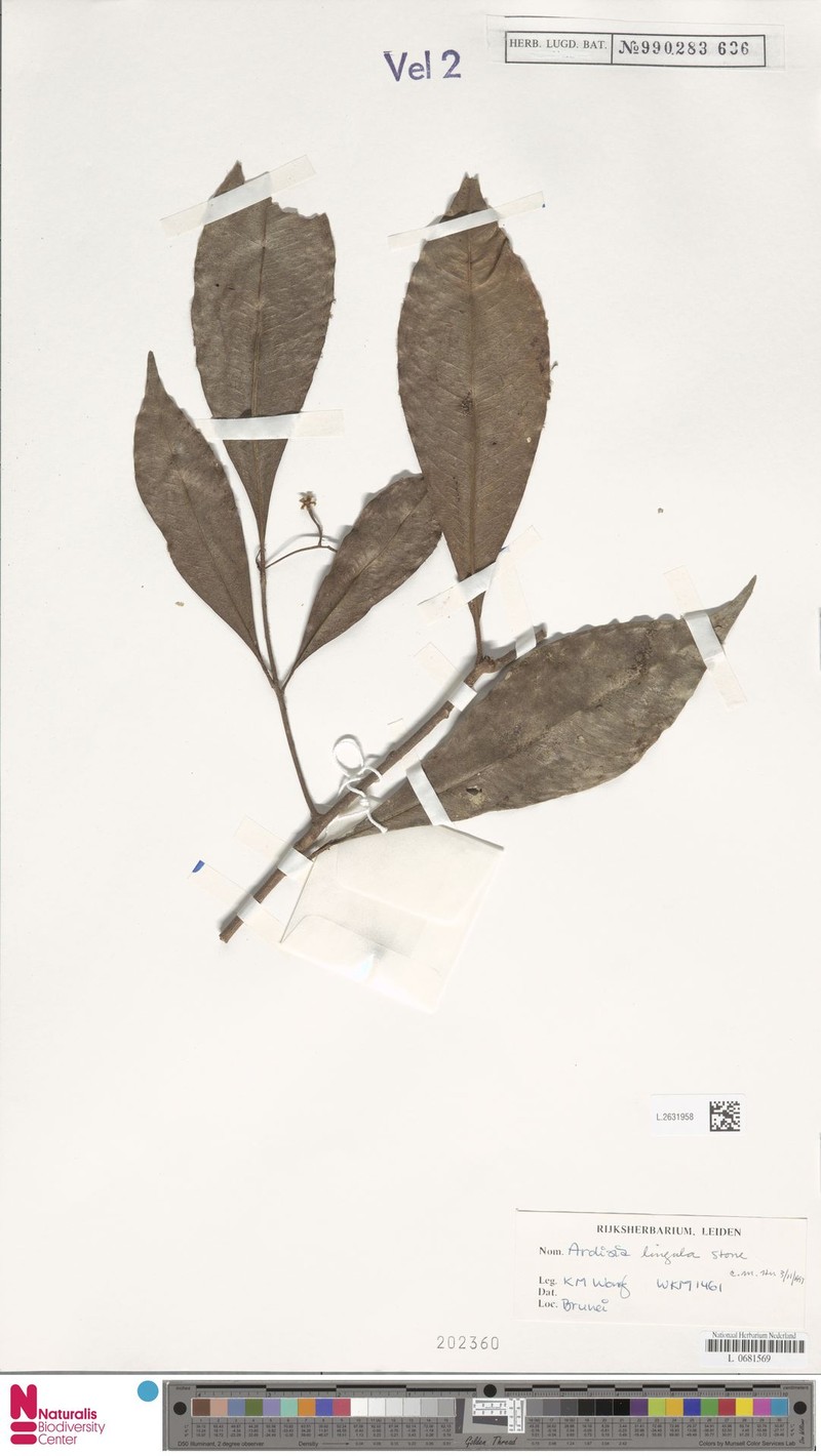 Ardisia lingula photo 3