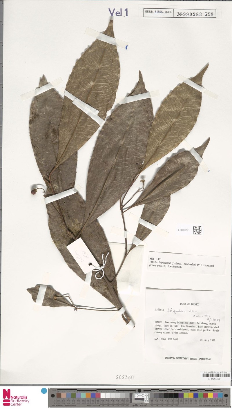 Ardisia lingula photo 4