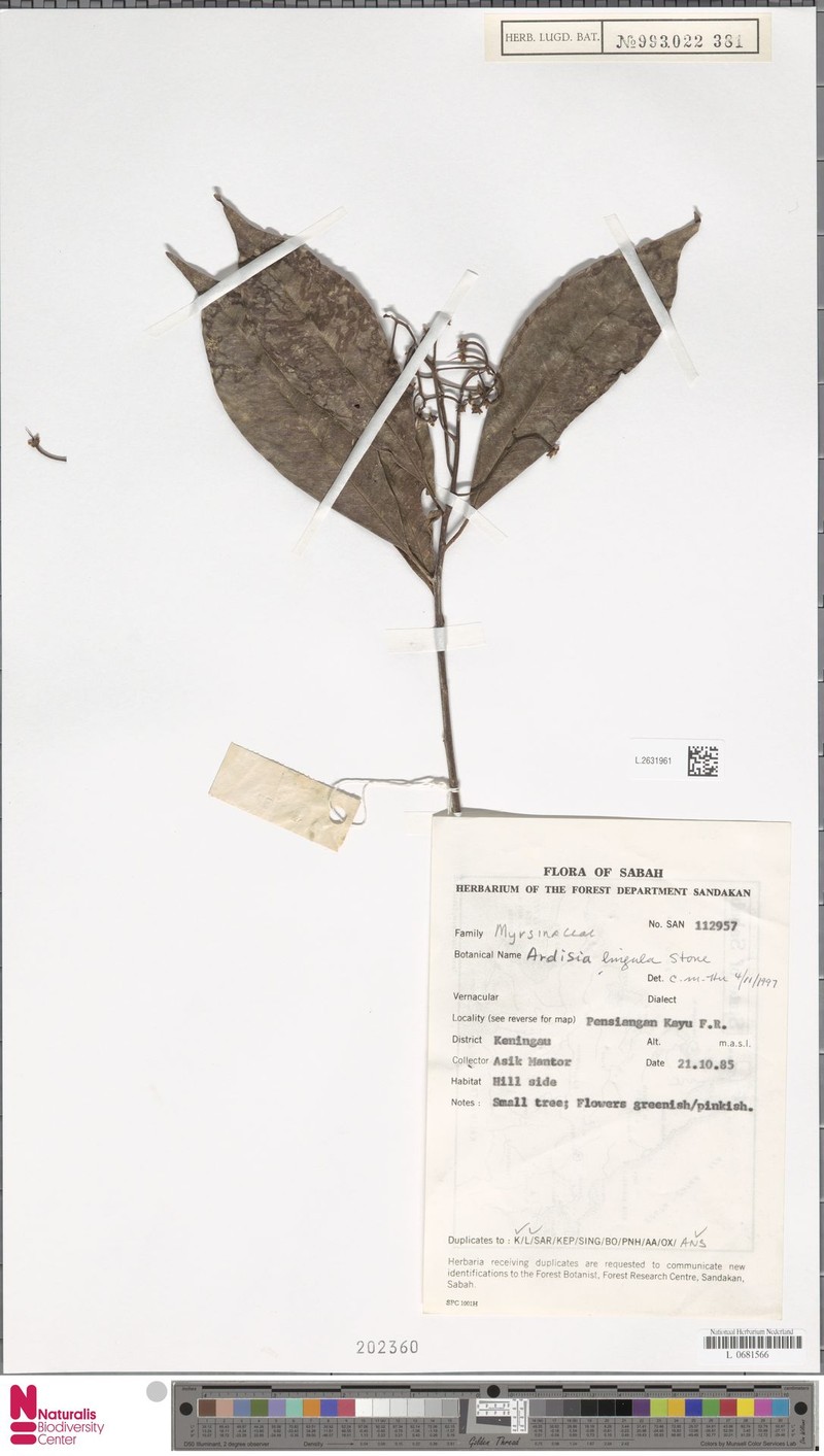 Ardisia lingula photo 5