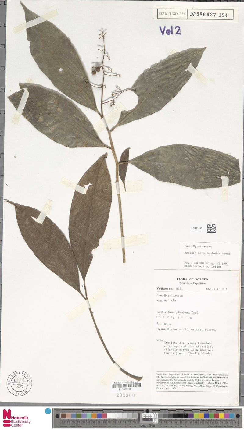 Ardisia lingula photo 6