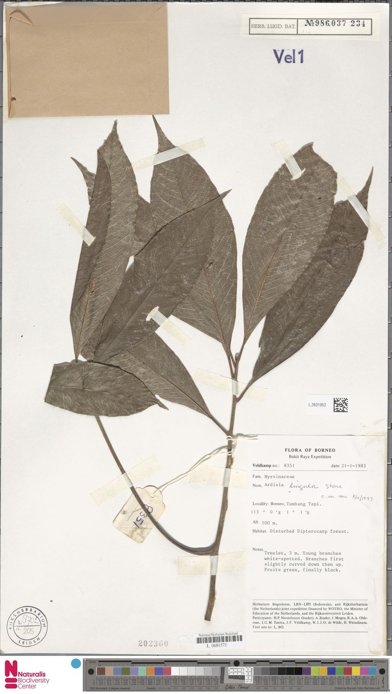 Ardisia lingula photo 7