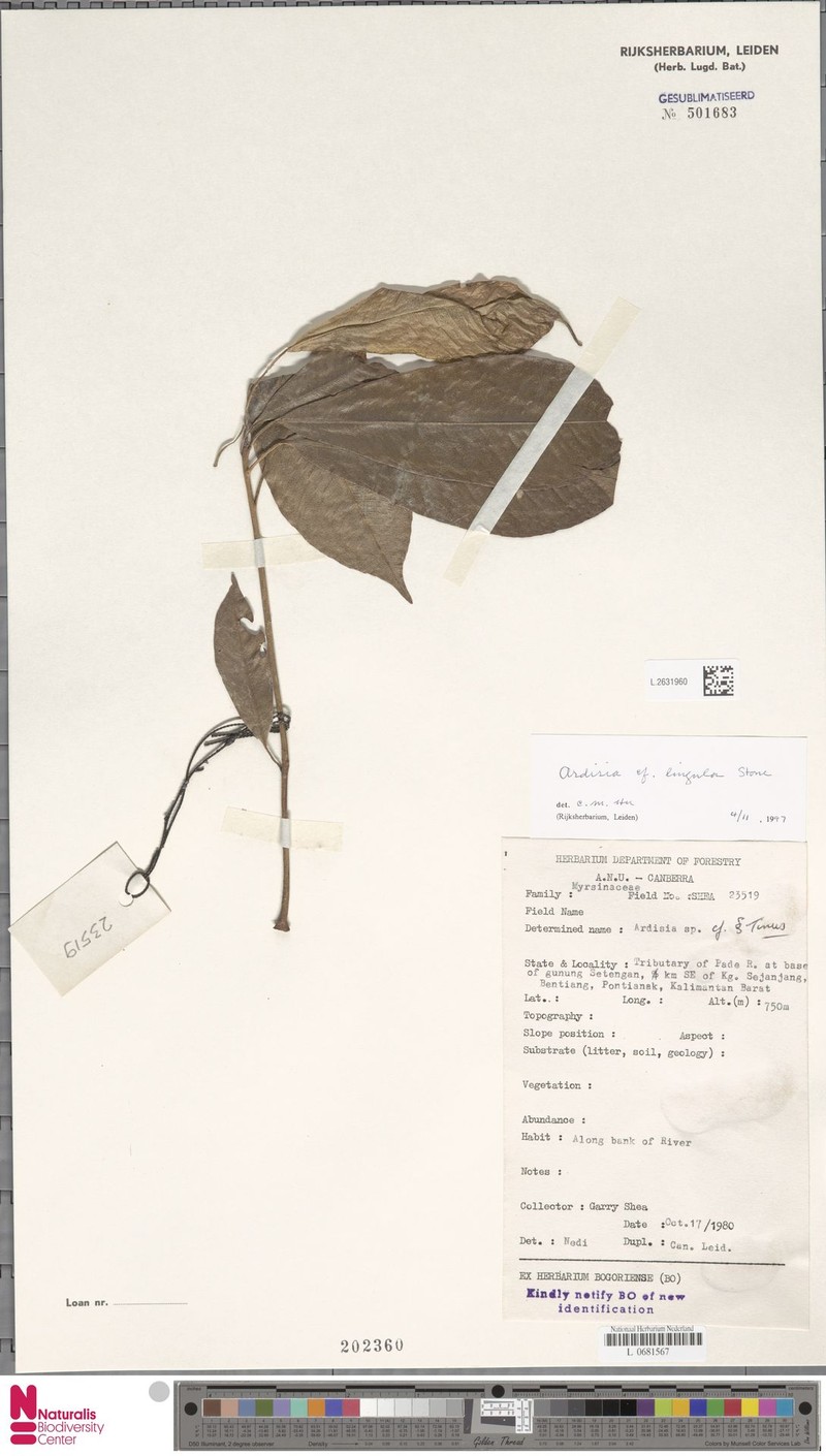 Ardisia lingula photo 8