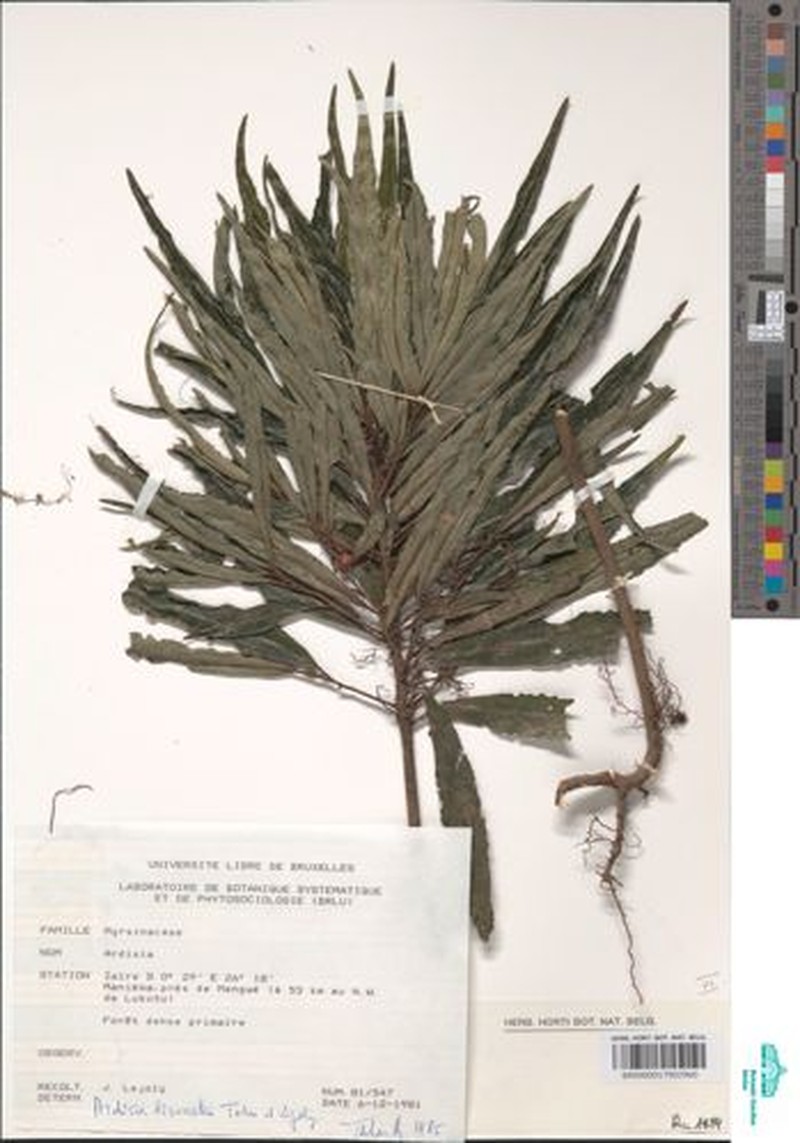 Ardisia lisowskii