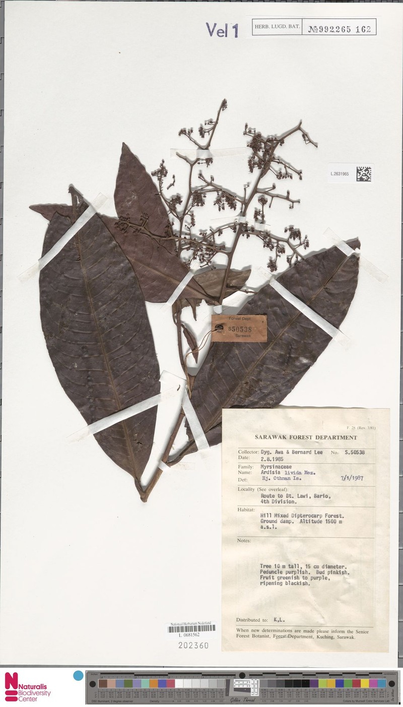 Ardisia livida