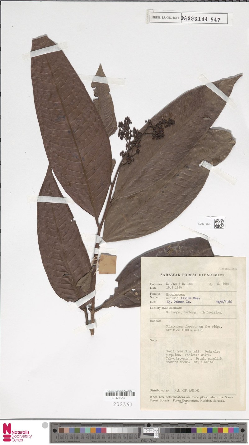 Ardisia livida photo 3