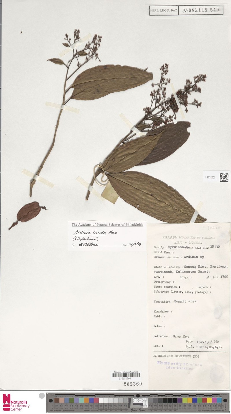 Ardisia livida photo 4