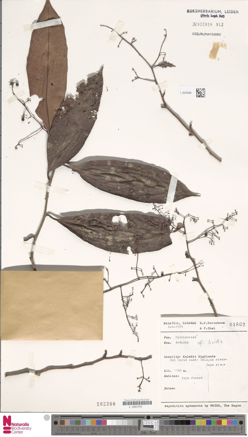 Ardisia livida photo 5