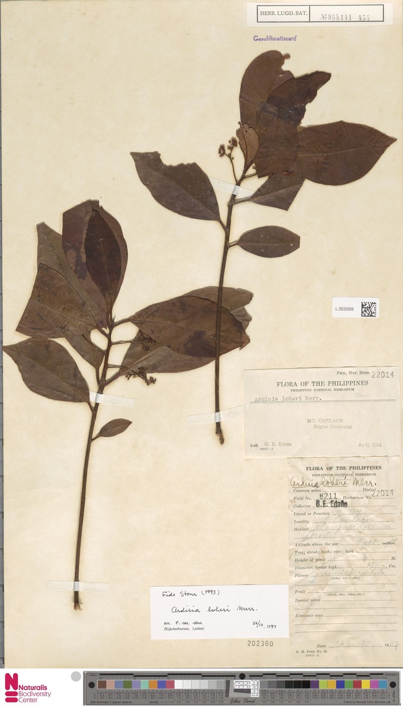 Ardisia loheri