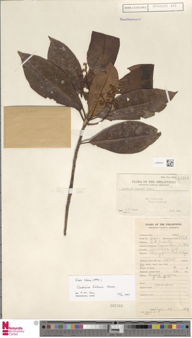 Ardisia loheri photo 2
