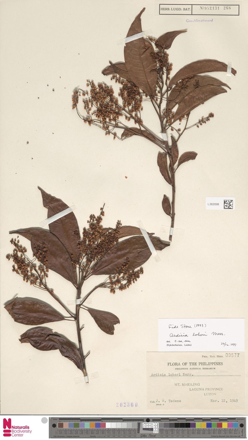 Ardisia loheri photo 3