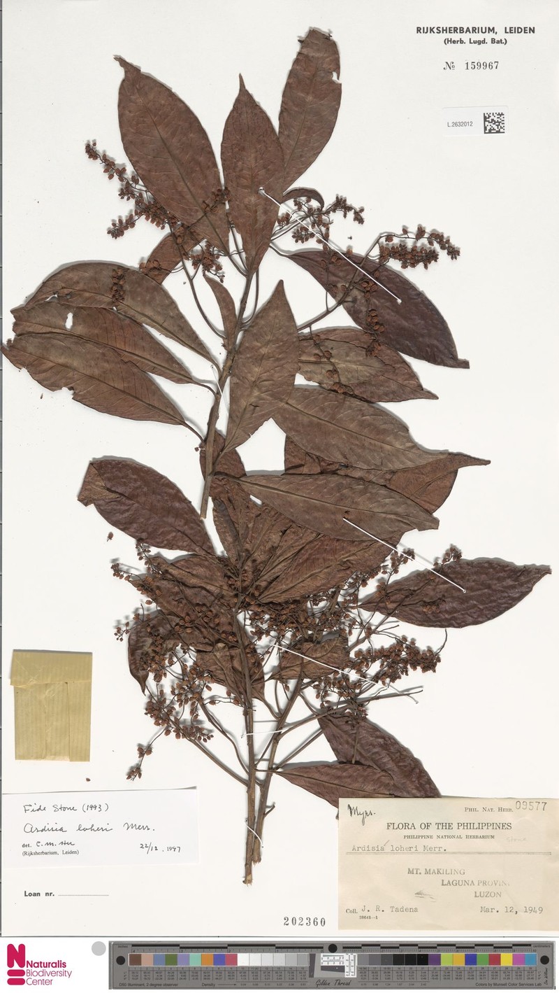 Ardisia loheri photo 4