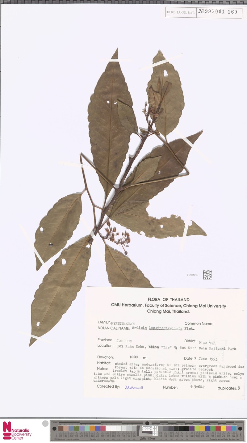 Ardisia longipedicellata