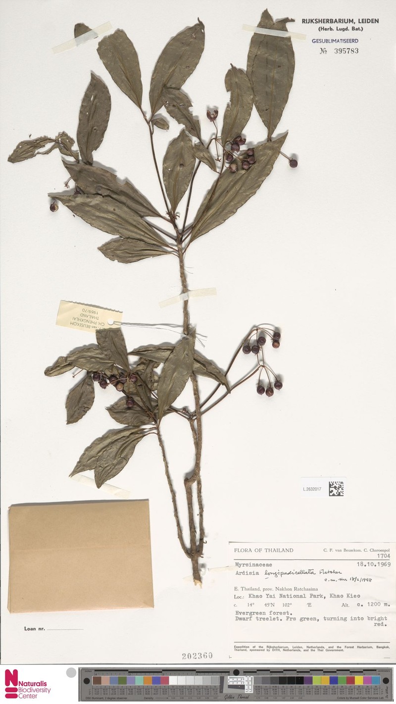 Ardisia longipedicellata photo 2