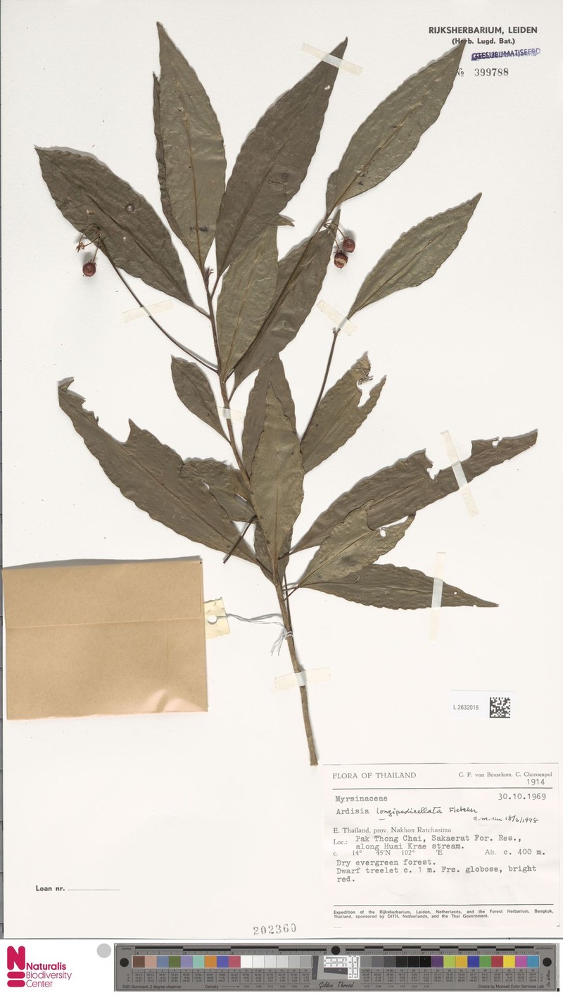 Ardisia longipedicellata photo 3
