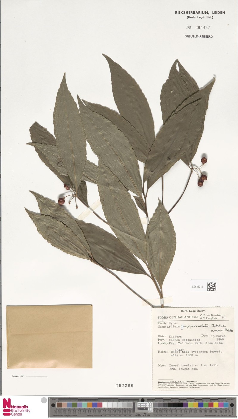 Ardisia longipedicellata photo 4