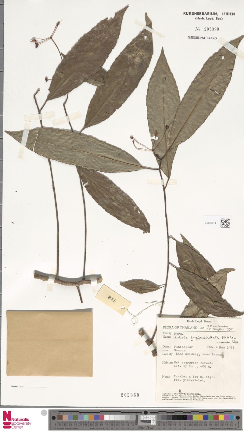 Ardisia longipedicellata photo 5