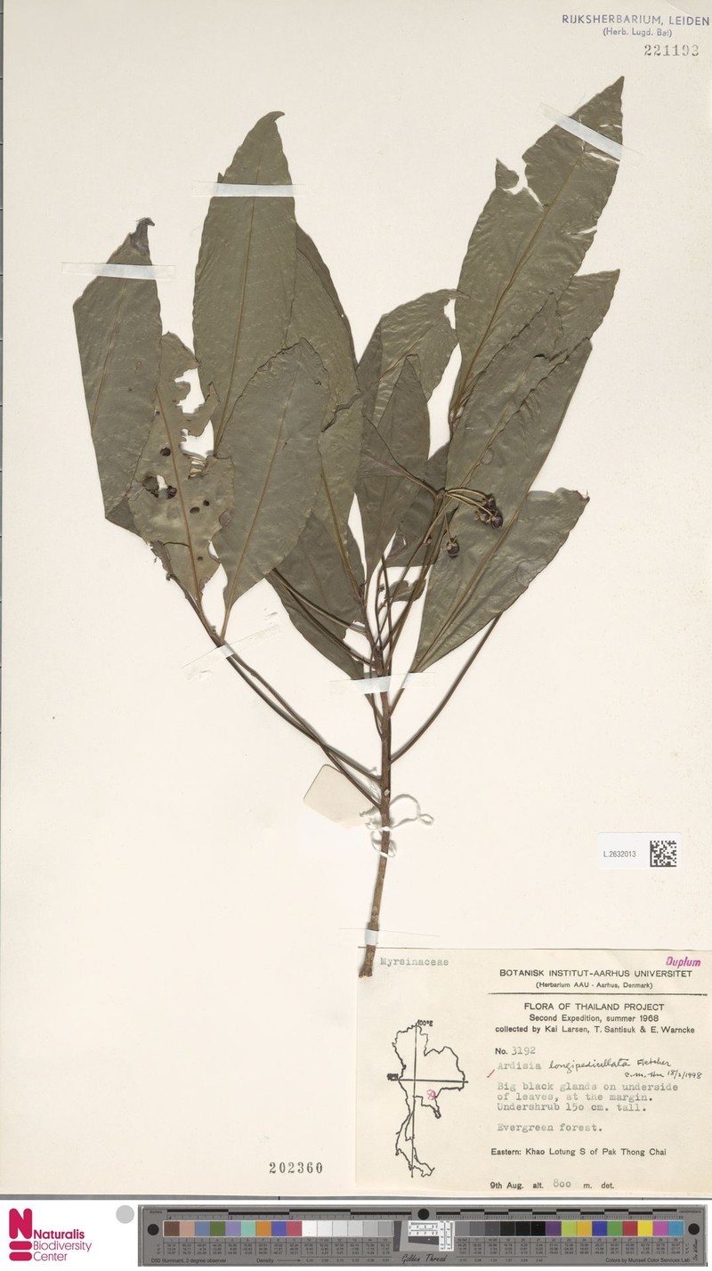 Ardisia longipedicellata photo 6