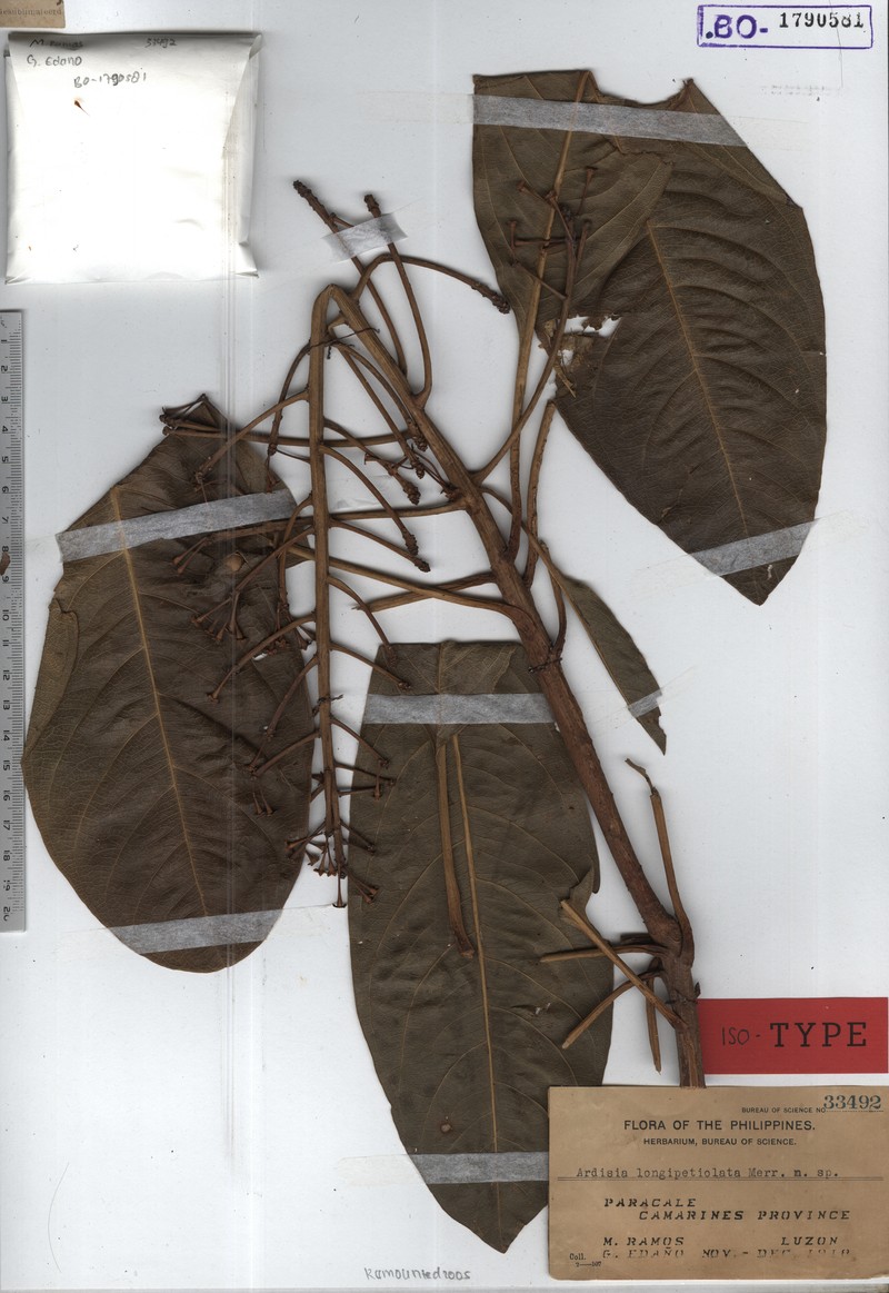 Ardisia longipetiolata