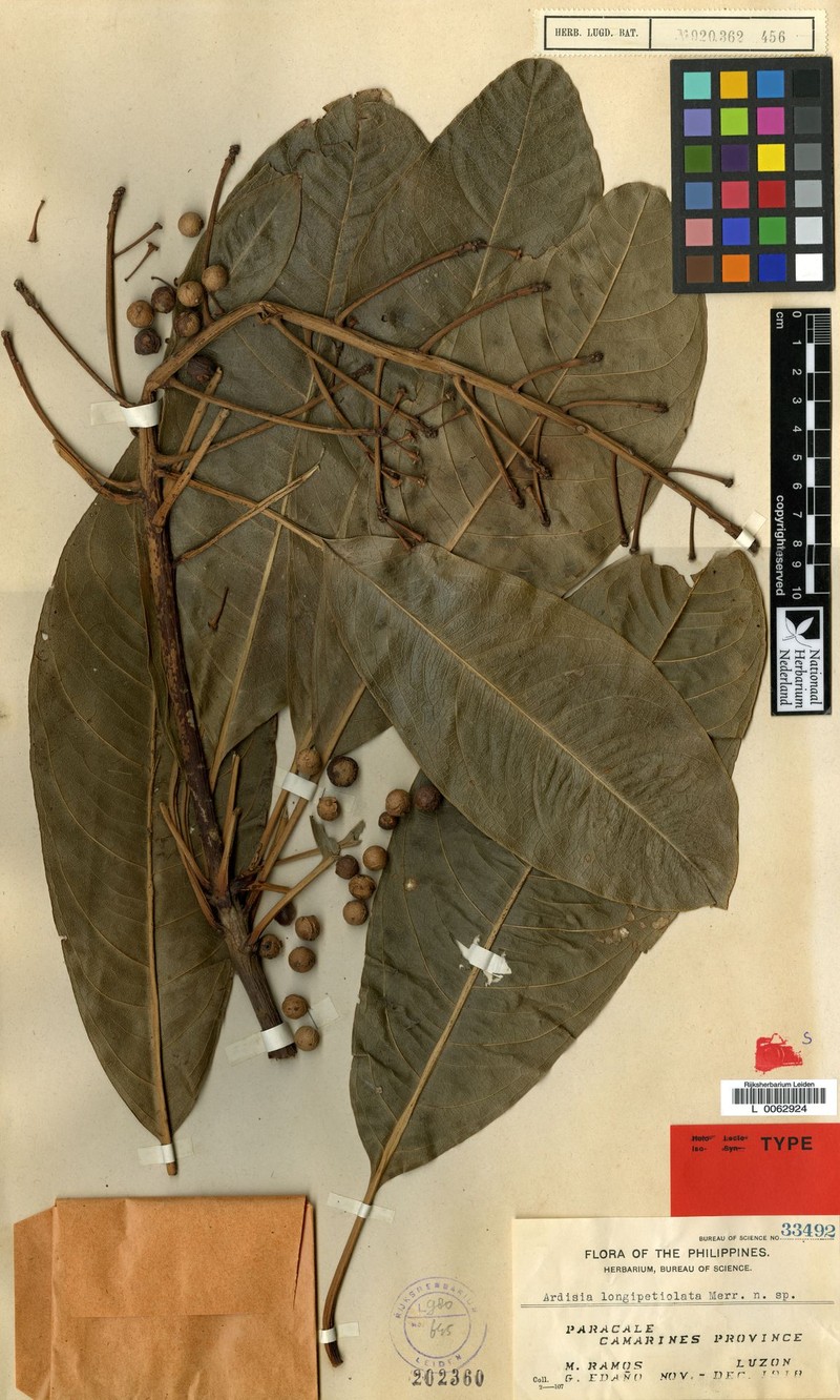 Ardisia longipetiolata photo 2