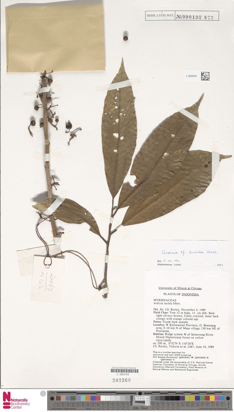Ardisia lucida