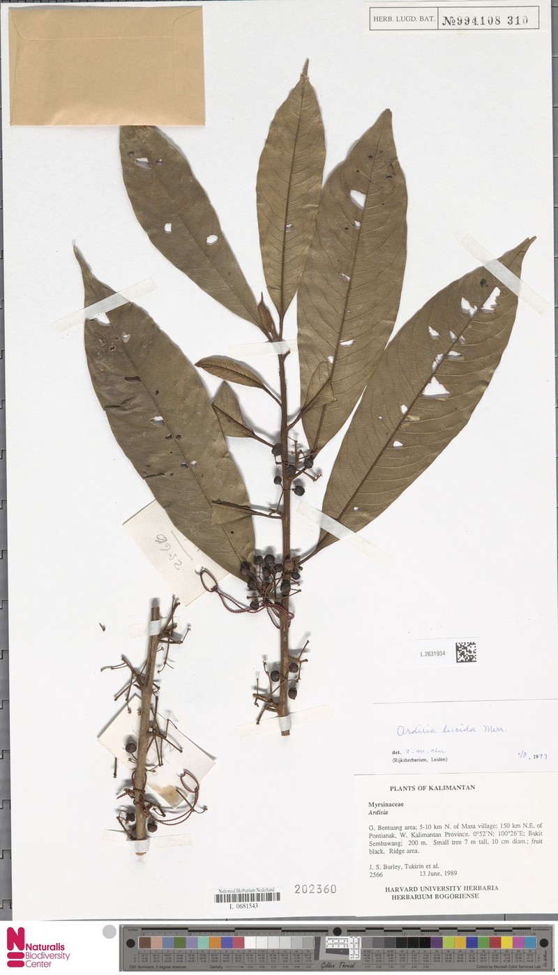 Ardisia lucida photo 2