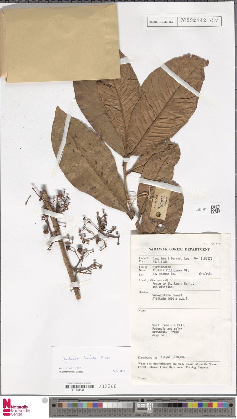 Ardisia lucida photo 3
