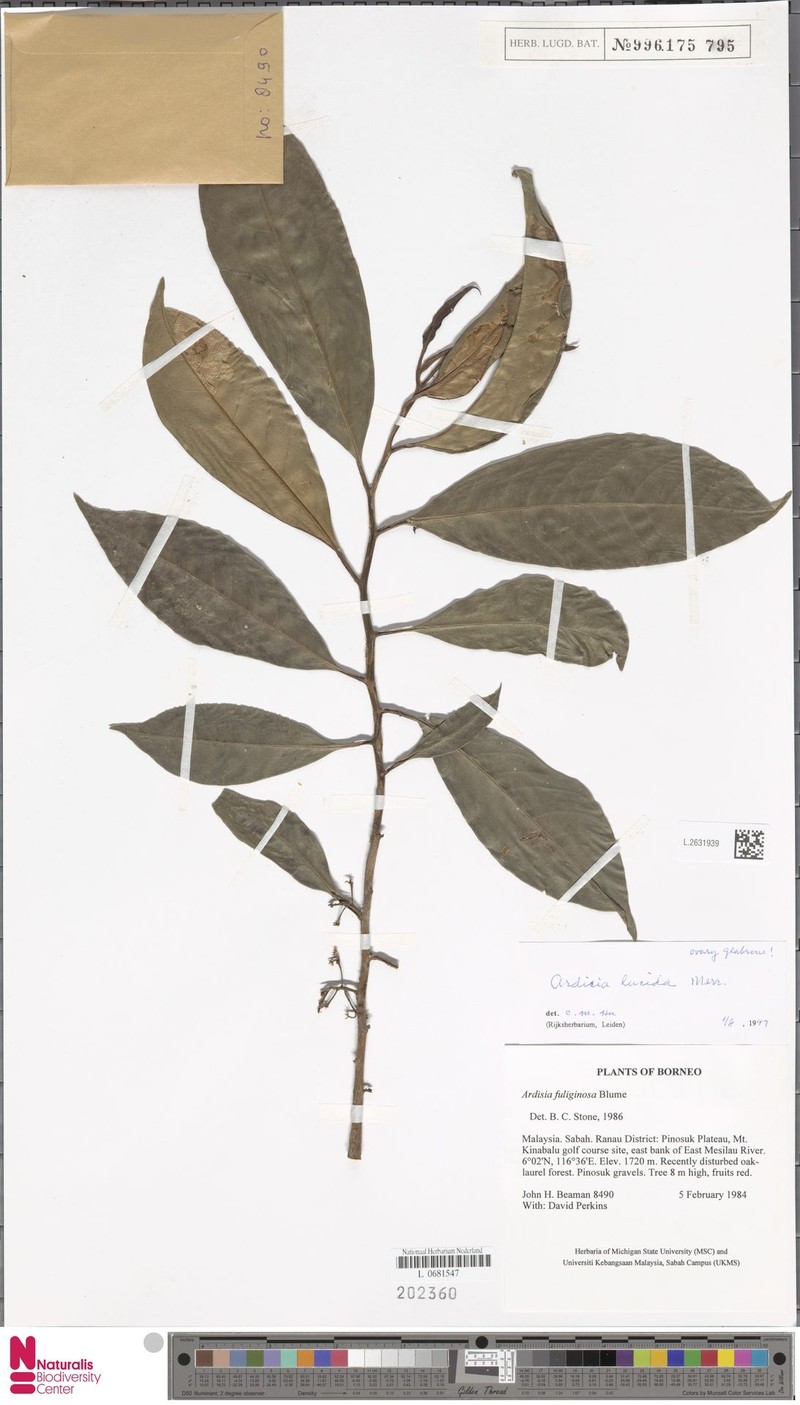 Ardisia lucida photo 4