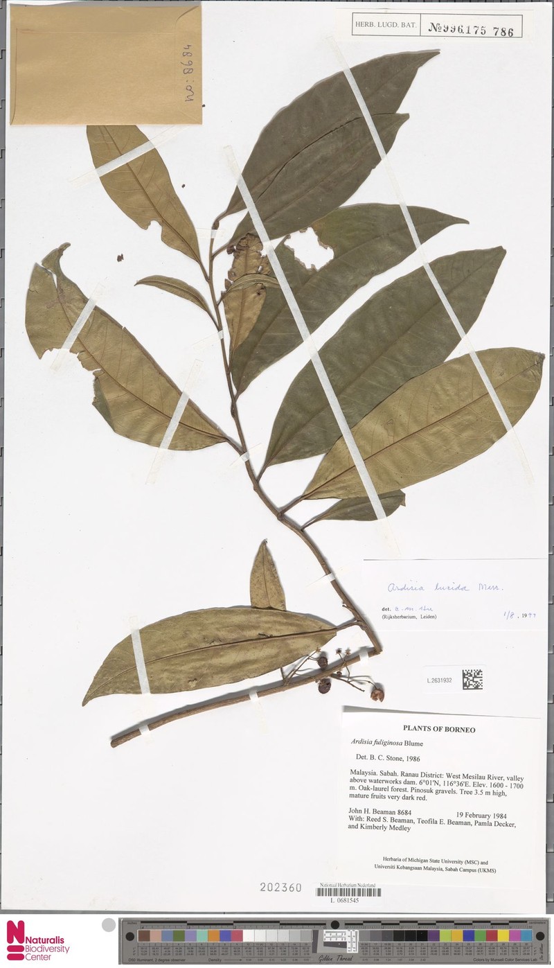 Ardisia lucida photo 5