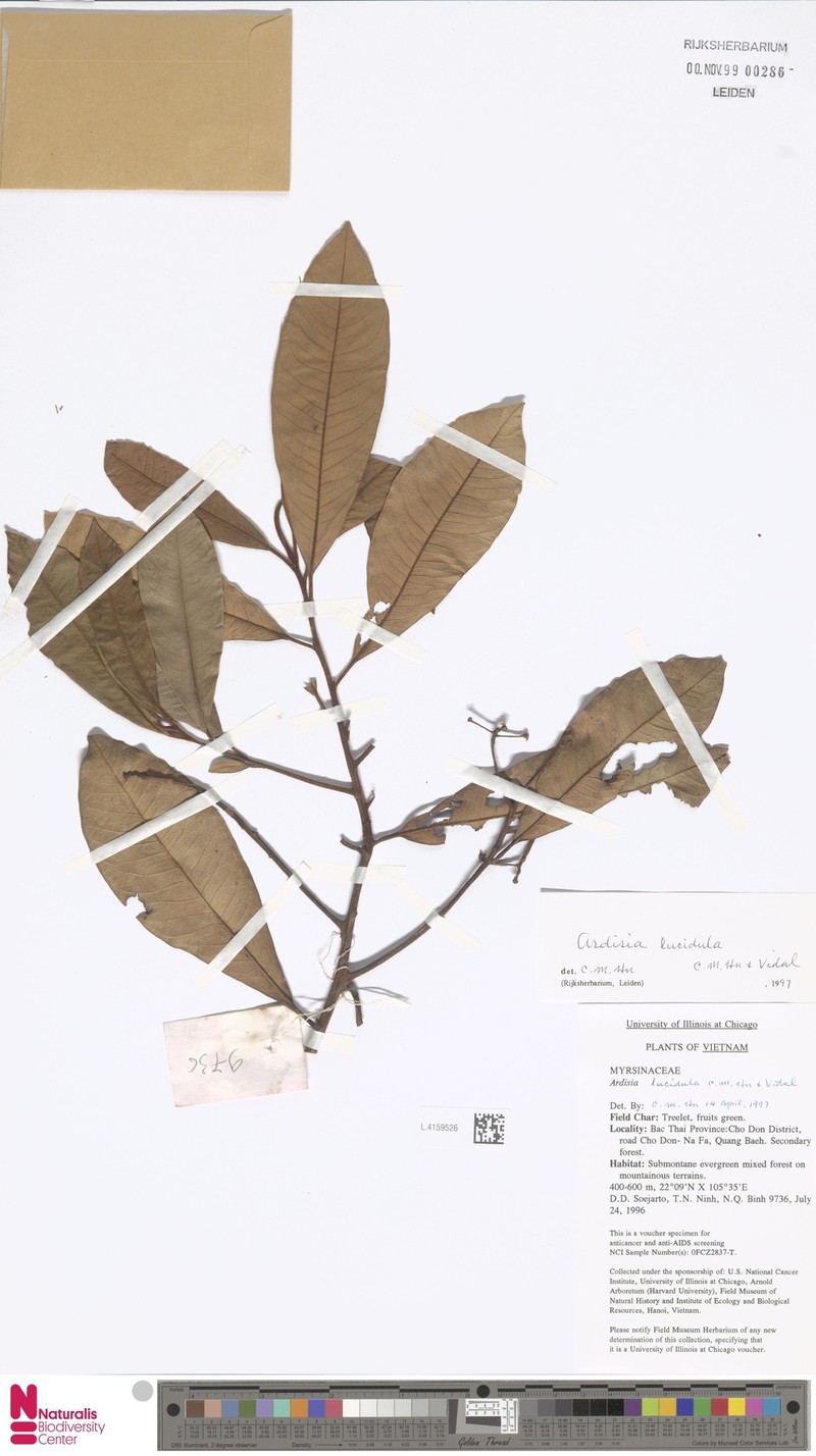 Ardisia lucidula