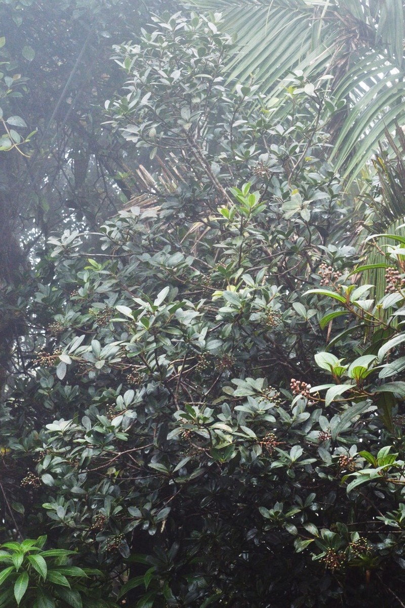 Mountain Marlberry