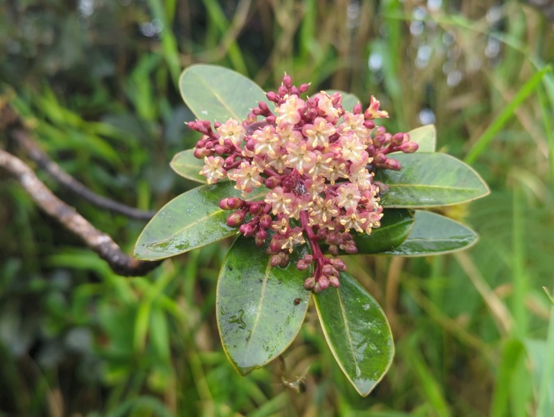 Mountain Marlberry photo 3