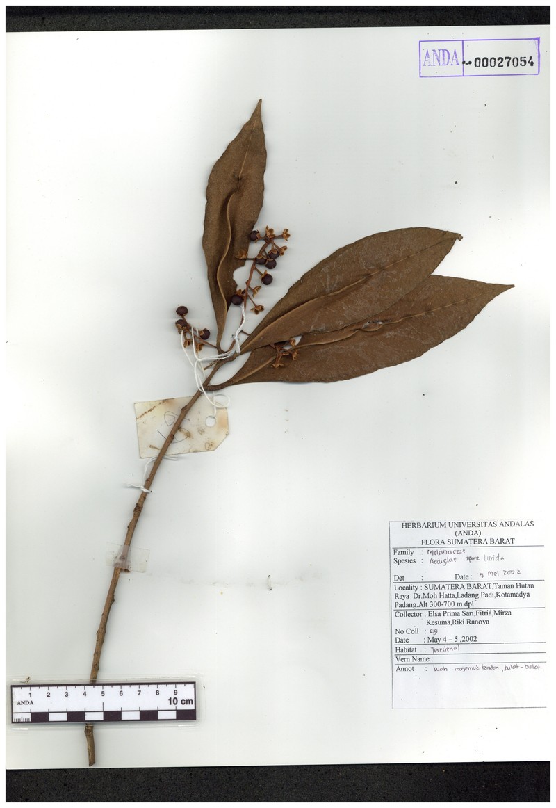 Ardisia lurida