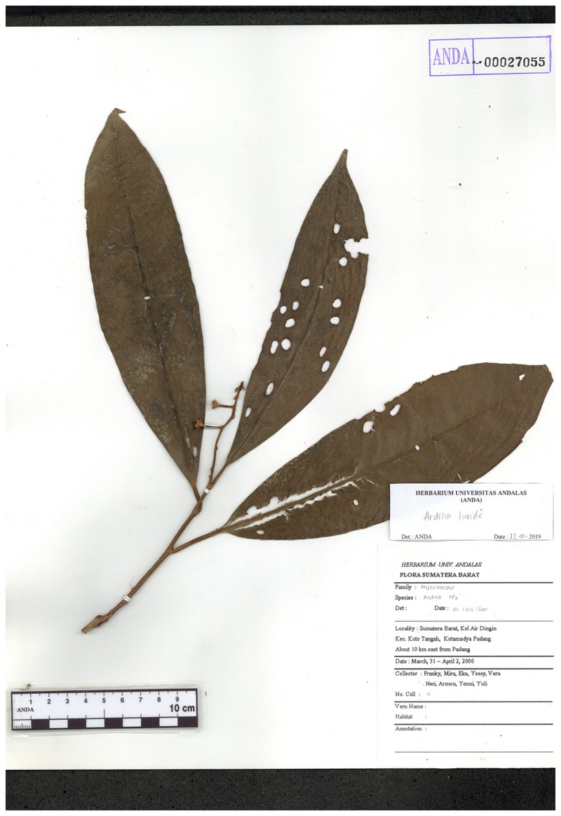 Ardisia lurida photo 2