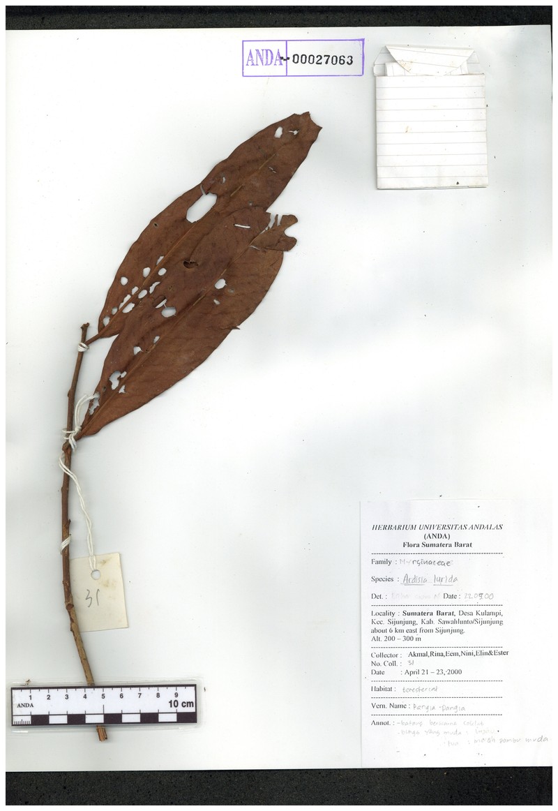 Ardisia lurida photo 3