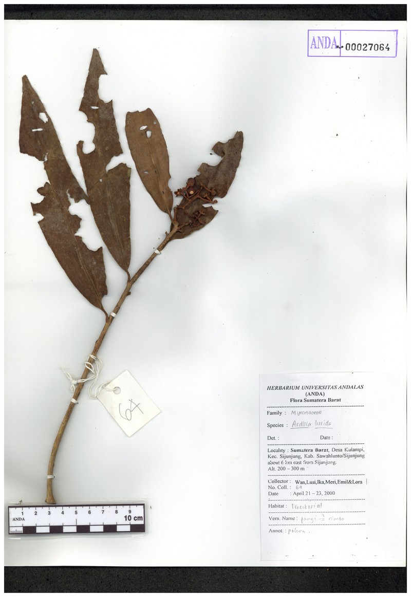 Ardisia lurida photo 4